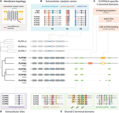 Plasma membrane phospholipid phosphatase-related proteins as pleiotropic regulators of neuron growth and excitability